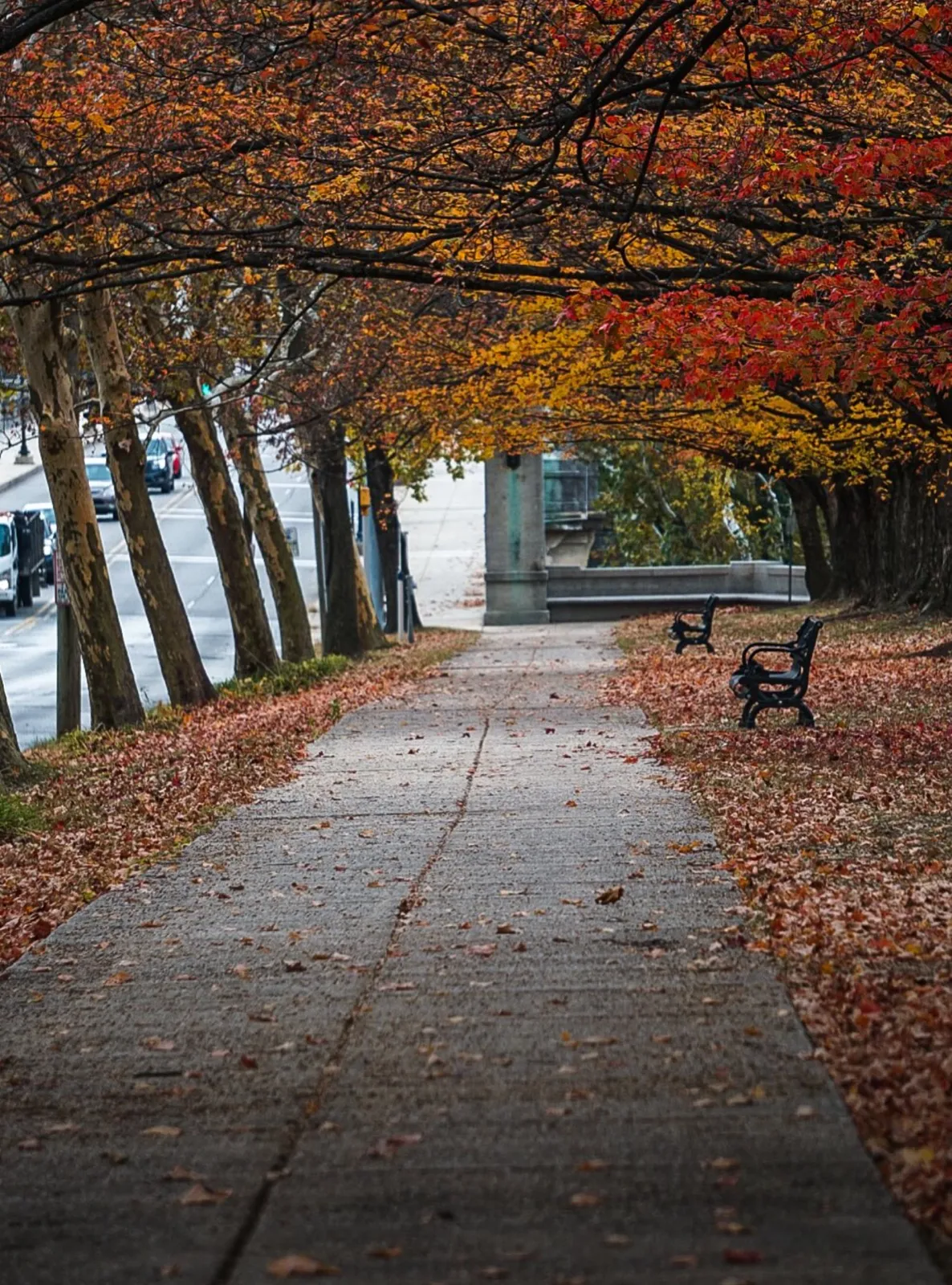 A tree-lined sidewalk blanketed in orange and red leaves, empty benches under a canopy of fall color