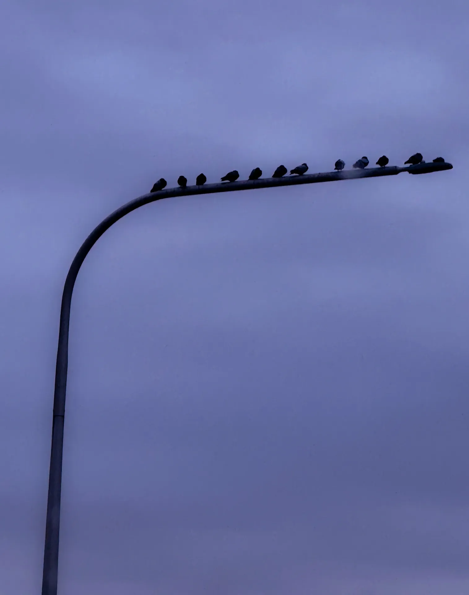 A row of pigeons perched along the curved arm of a streetlamp against a soft blue dusk