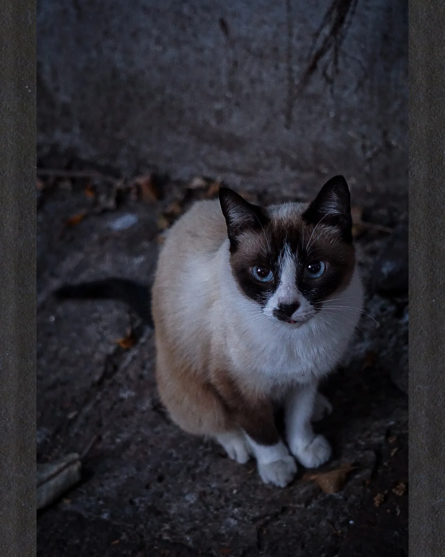 A cat with vivid blue eyes seated in low light, looking up at the camera
