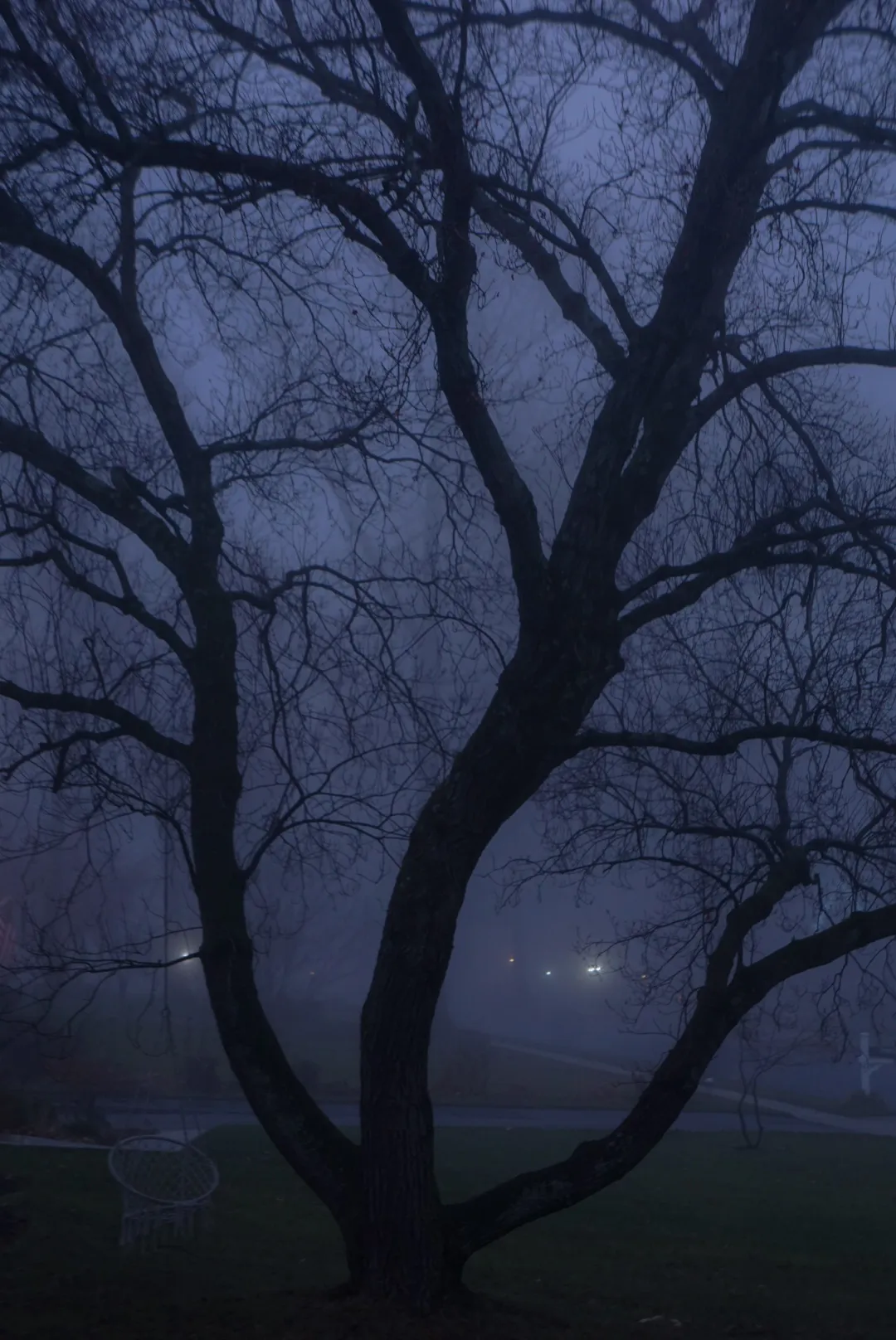 A bare sprawling tree silhouetted in heavy blue fog with distant headlights