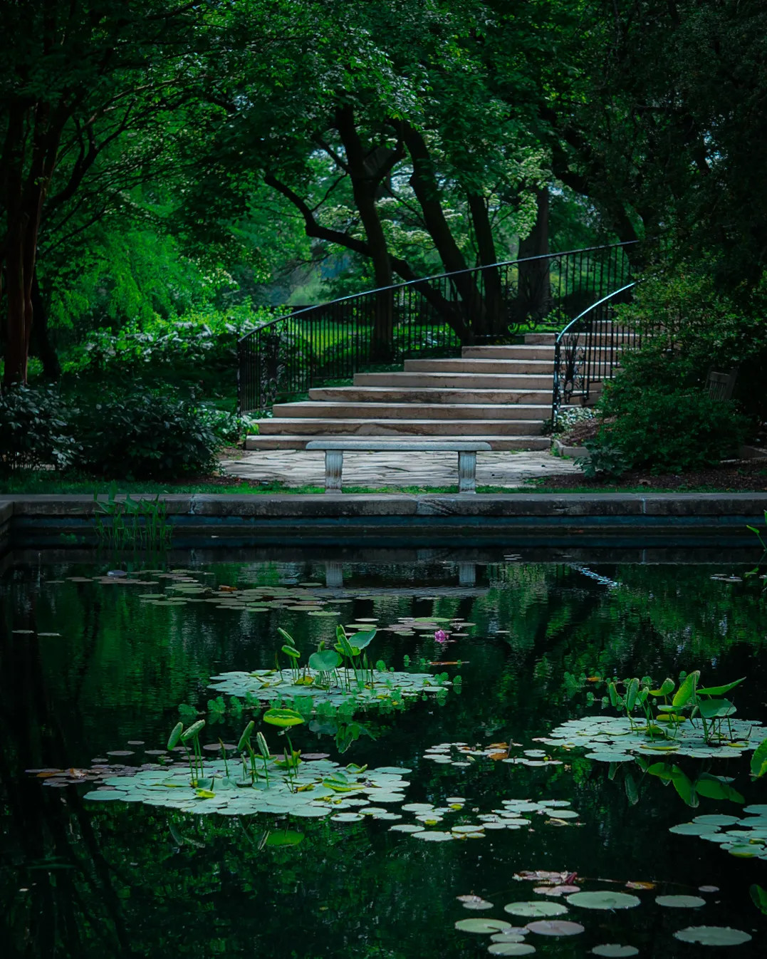 A stone bench and steps beside a lily pad pond in deep green woodland shade