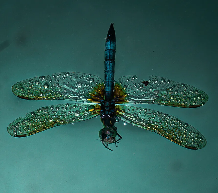 Dew covered dragonfly with droplet studded wings on a teal background